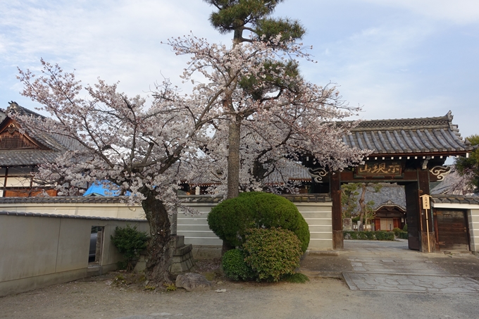 京都桜速報2019_24　No2