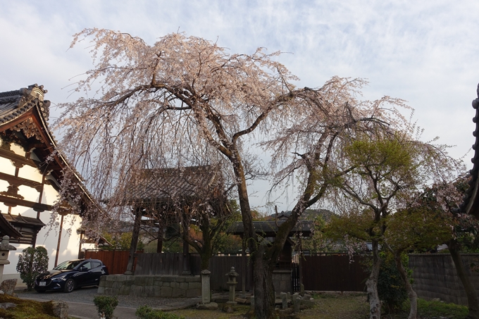 京都桜速報2019_24　No5