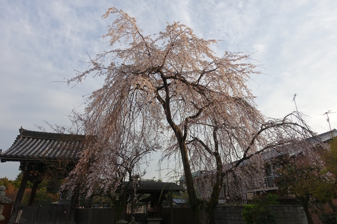 京都桜速報2019_24　No6