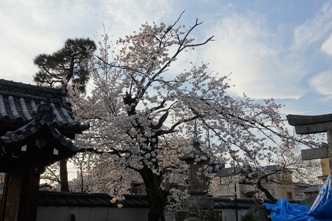 京都桜速報2019_24　No7