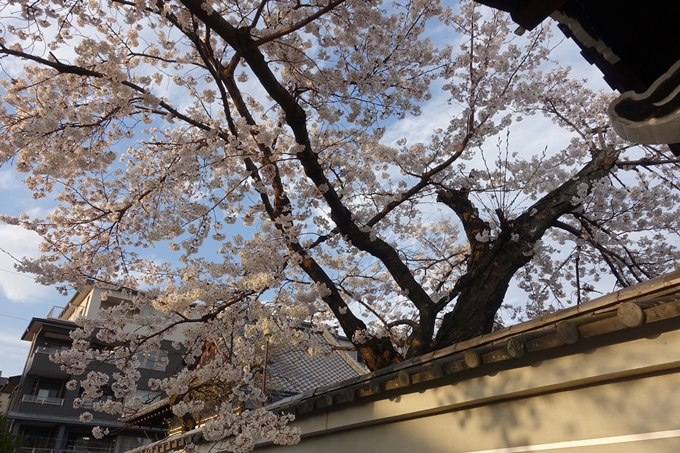 京都桜速報2019_24　No10