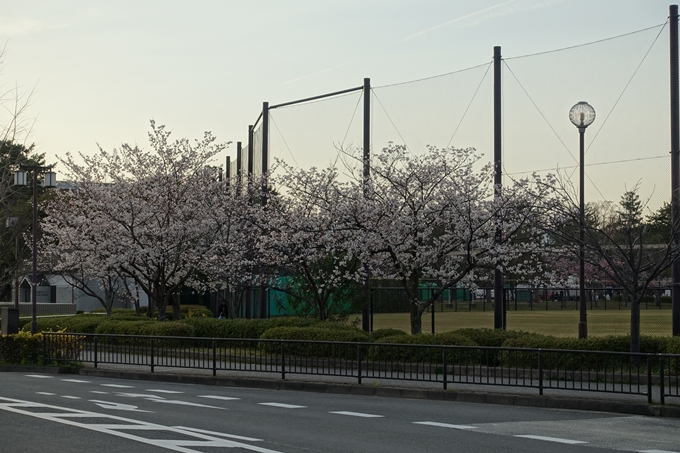 京都桜速報2019_25　No2