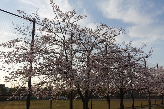 京都桜速報2019_25　No3