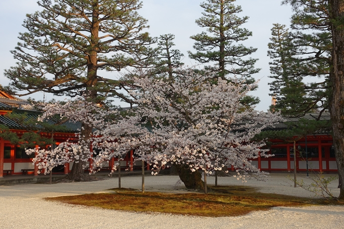 京都桜速報2019_25　No6