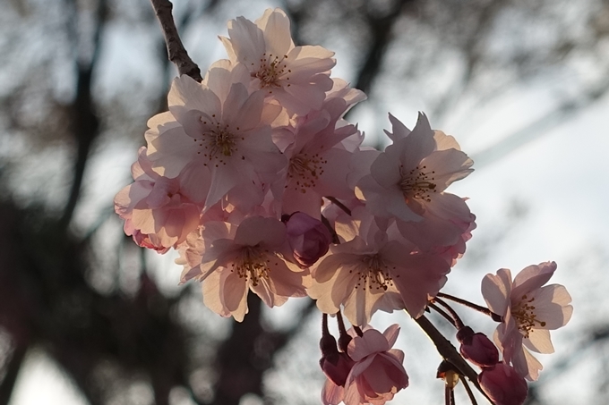 京都桜速報2019_25　No10