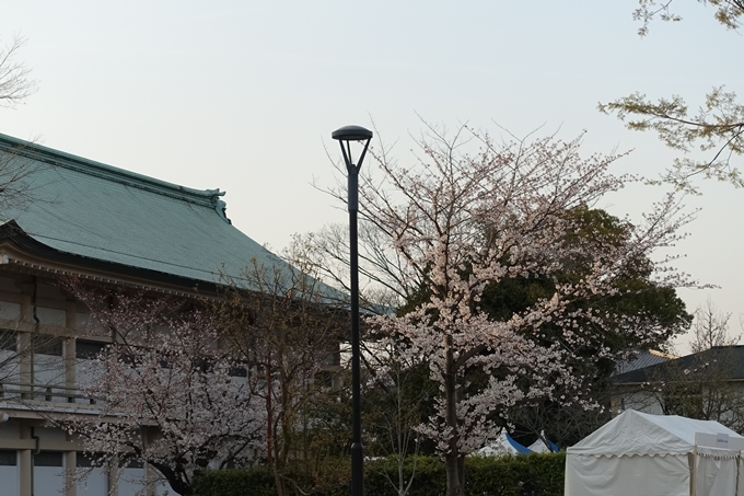 京都桜速報2019_25　No11