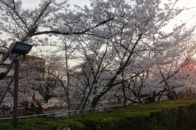 京都桜速報2019_26　No3