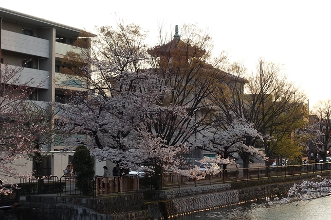 京都桜速報2019_26　No4