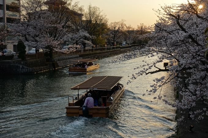 京都桜速報2019_26　No5