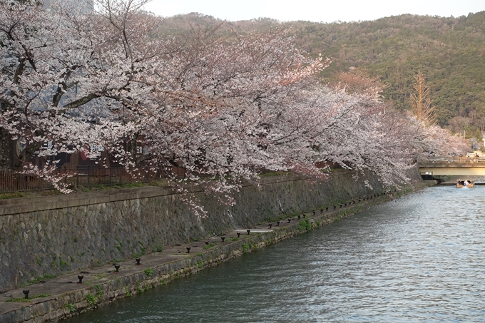 京都桜速報2019_26　No6