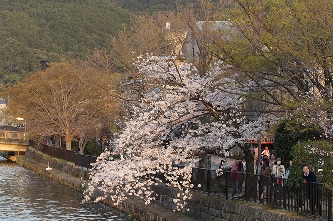 京都桜速報2019_26　No7