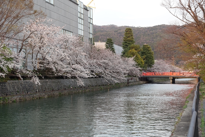 京都桜速報2019_26　No8