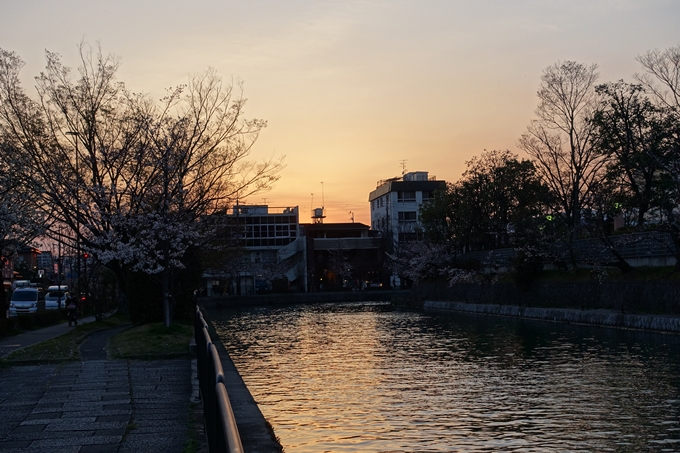 京都桜速報2019_26　No9