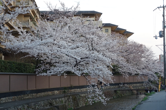 京都桜速報2019_26　No10