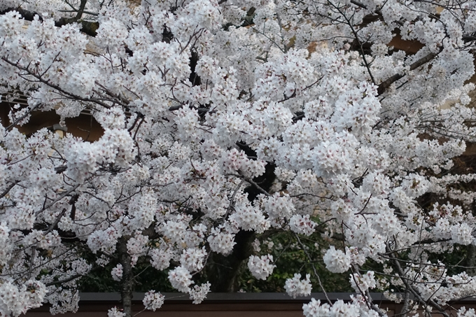 京都桜速報2019_26　No11