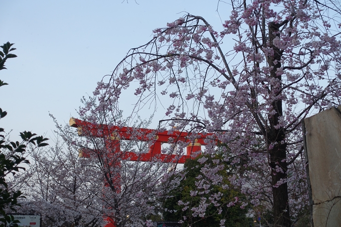 京都桜速報2019_26　No12