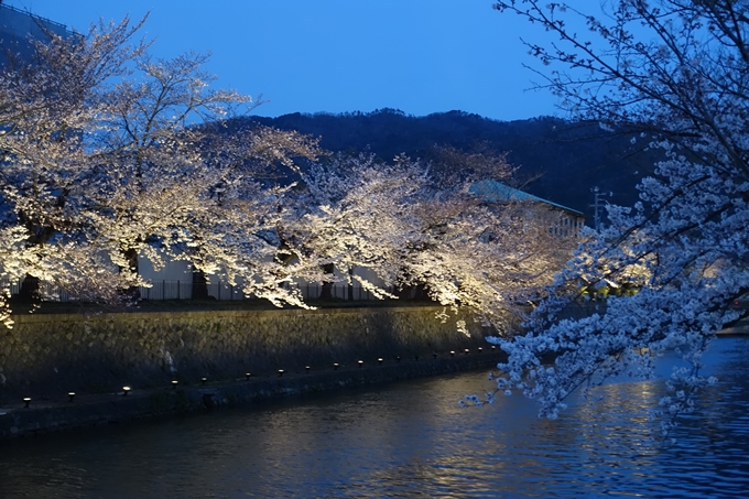 京都桜速報2019_26　No14