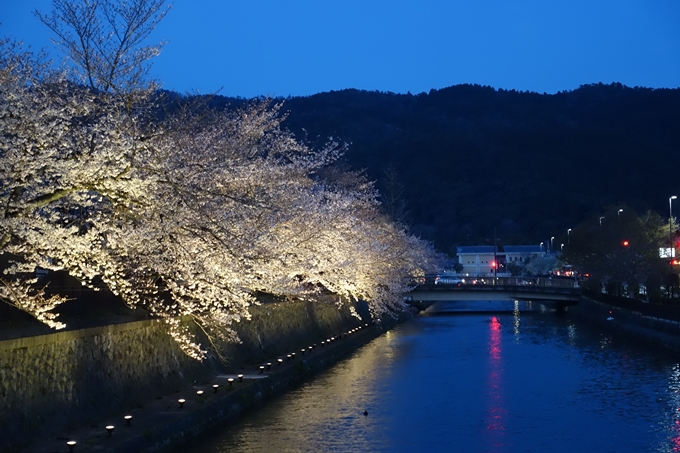 京都桜速報2019_26　No15