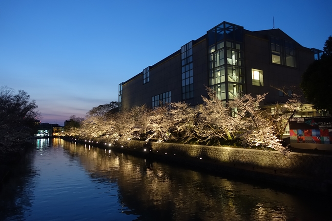 京都桜速報2019_26　No17