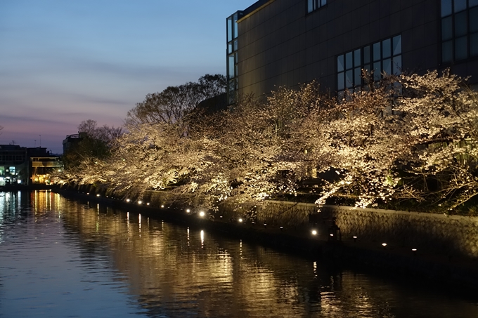 京都桜速報2019_26　No18