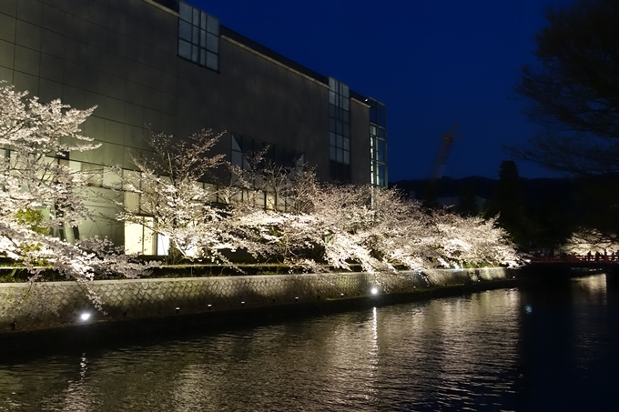 京都桜速報2019_26　No19