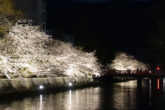 京都桜速報2019_26　No20