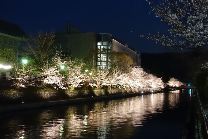 京都桜速報2019_26　No21