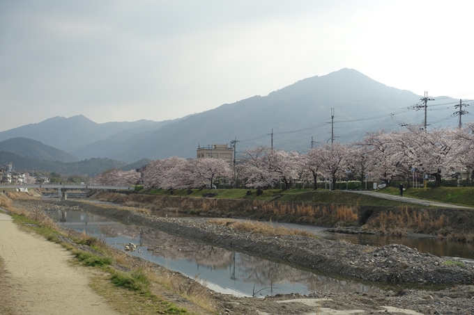 京都桜速報2019_27　No5