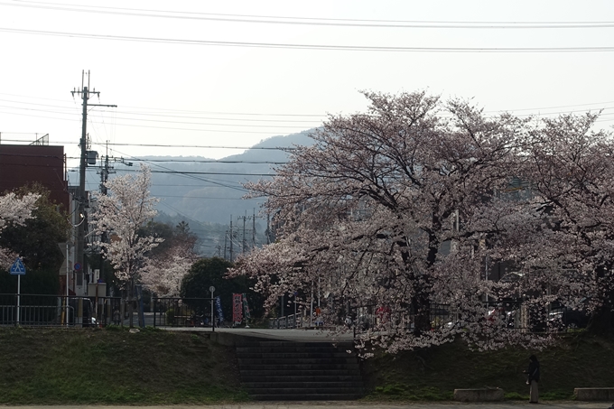 京都桜速報2019_27　No6