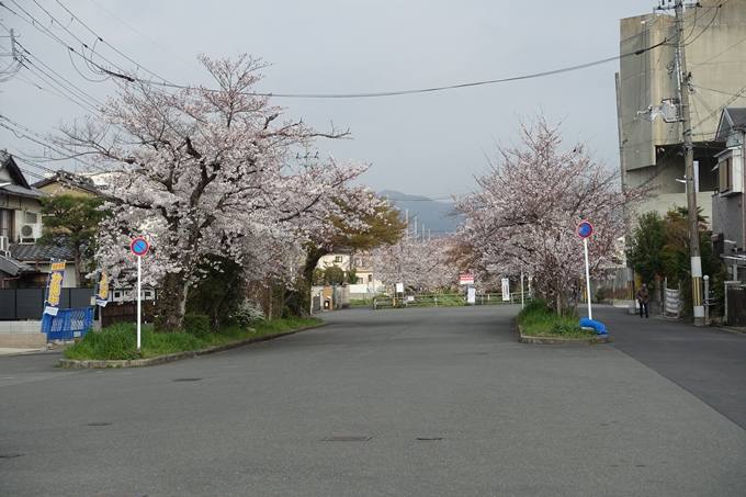 京都桜速報2019_27　No7