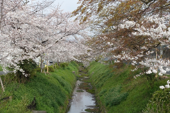 京都桜速報2019_27　No8