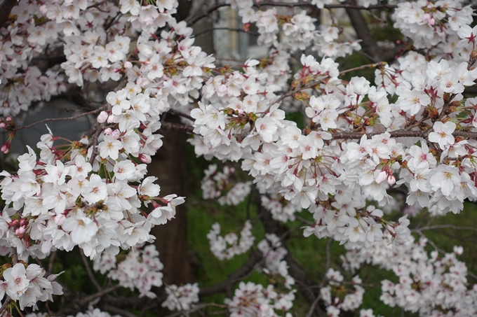 京都桜速報2019_27　No10