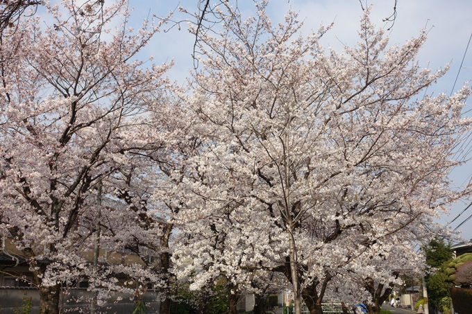 京都桜速報2019_27　No14