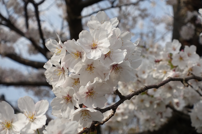 京都桜速報2019_27　No15