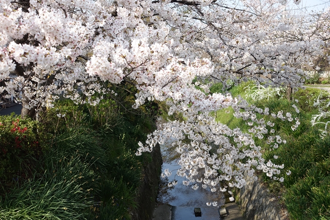 京都桜速報2019_27　No19