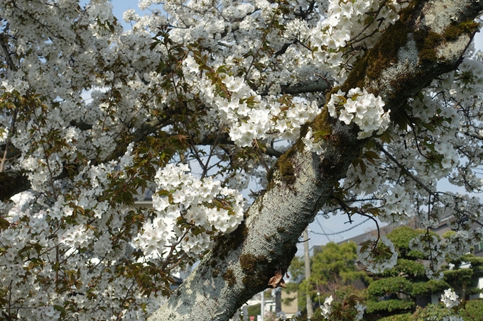 京都桜速報2019_27　No20