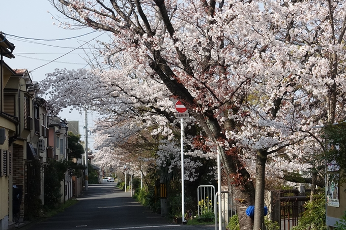 京都桜速報2019_27　No21