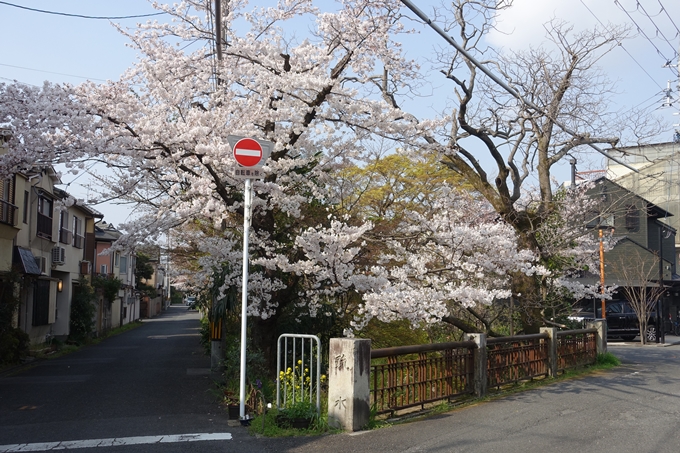 京都桜速報2019_27　No22