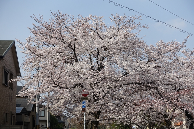 京都桜速報2019_27　No23