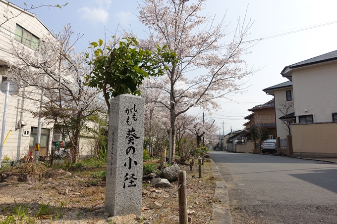 京都桜速報2019_27　No24