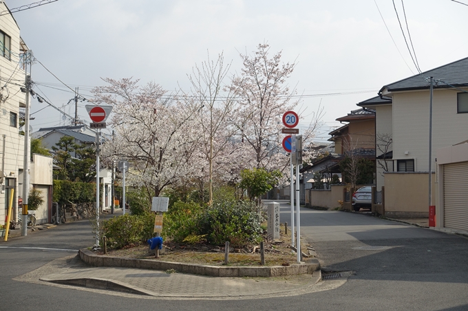 京都桜速報2019_27　No25