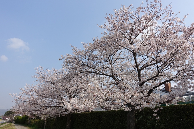 京都桜速報2019_28　No12