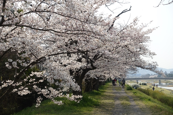 京都桜速報2019_28　No13