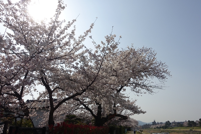 京都桜速報2019_28　No14