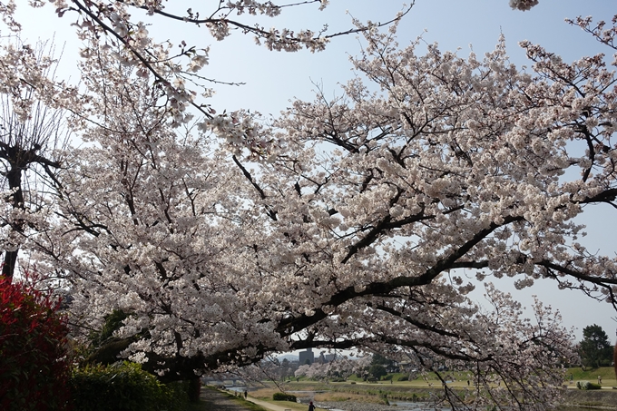 京都桜速報2019_28　No16