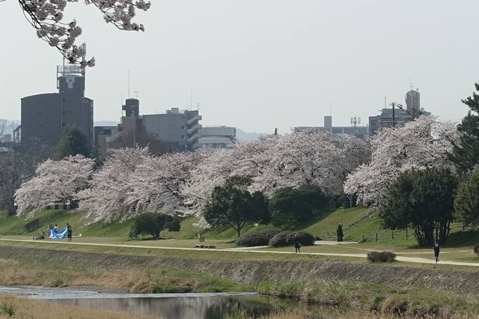 京都桜速報2019_28　No17