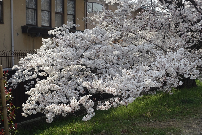 京都桜速報2019_28　No18