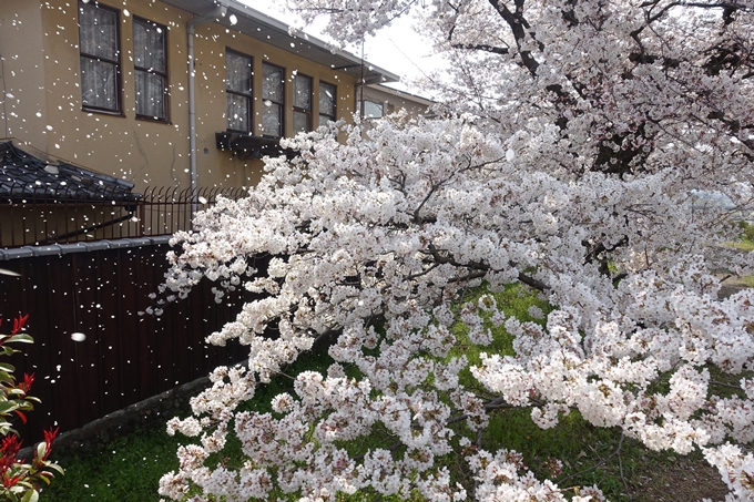 京都桜速報2019_28　No19