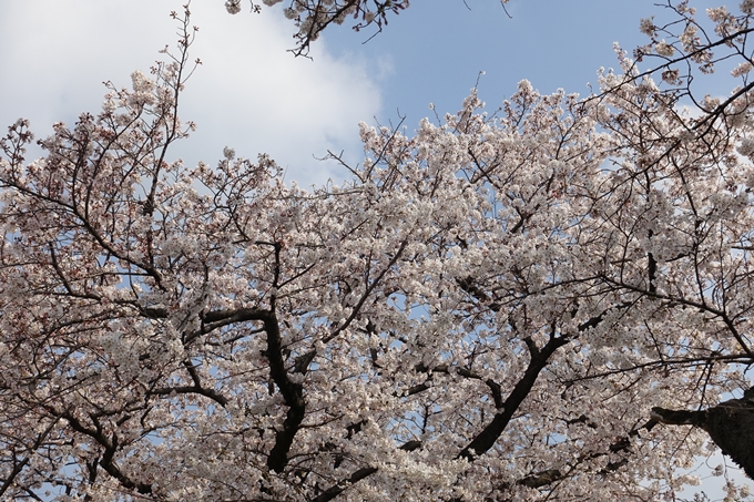 京都桜速報2019_28　No20