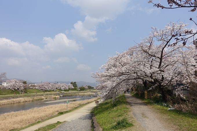 京都桜速報2019_28　No21